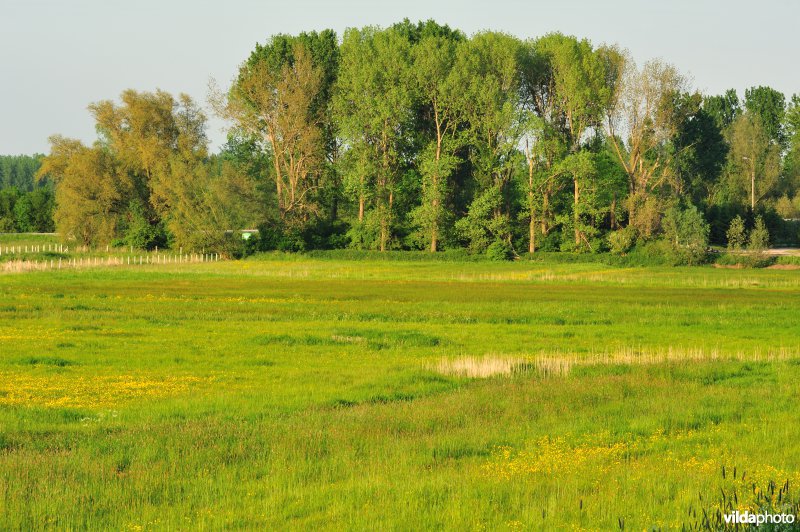 Paardebroek in Berlare