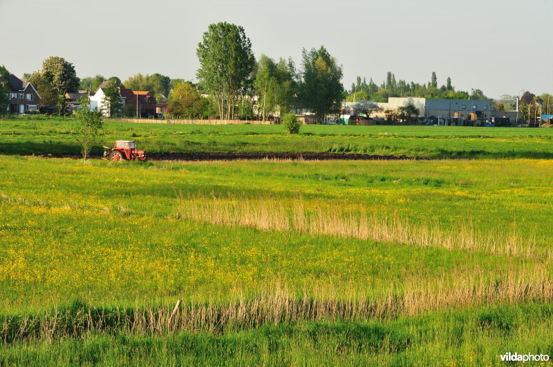 Paardebroek in Berlare