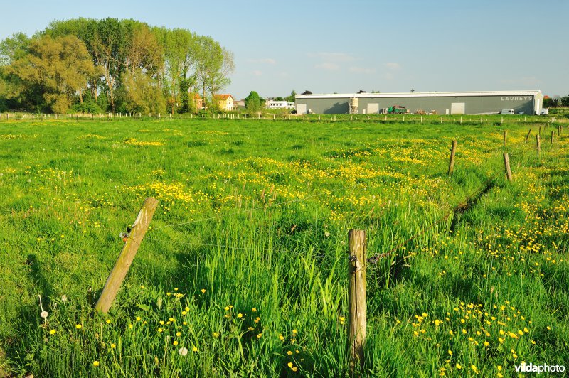 Paardebroek in Berlare