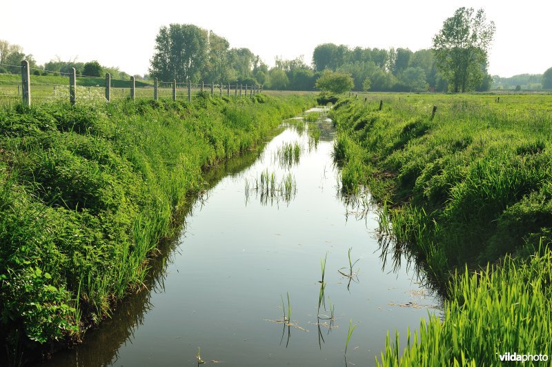 Paardebroek in Berlare
