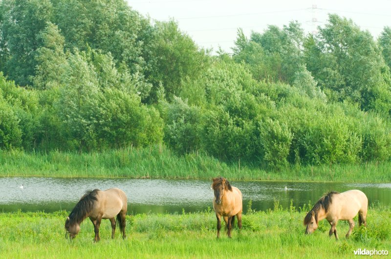 Vlakte van Zwijndrecht