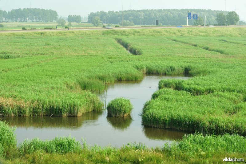 Steenlandpolder