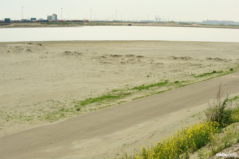 Gedempt deel Doeldok