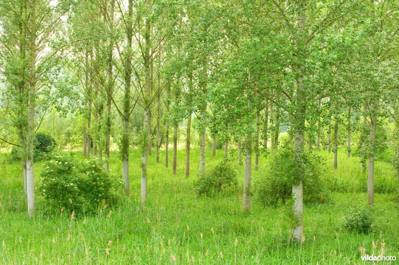 Vlassenbroekse polders