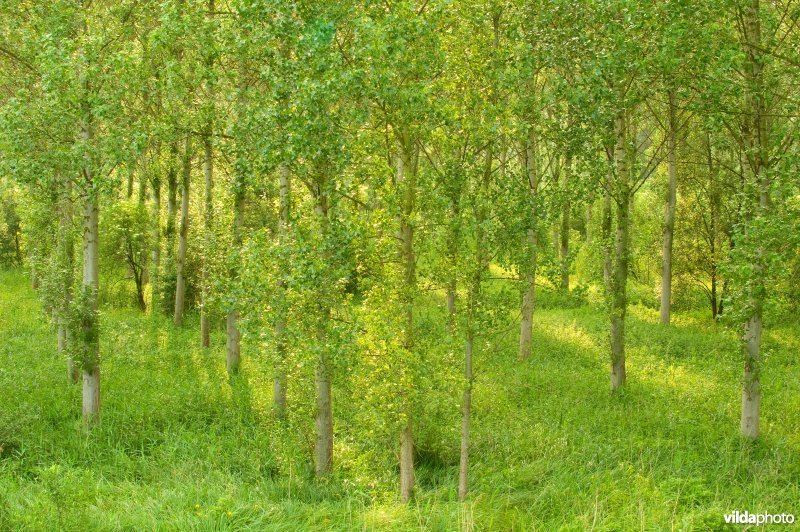 Vlassenbroekse polders