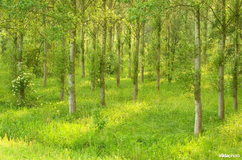 Vlassenbroekse polders