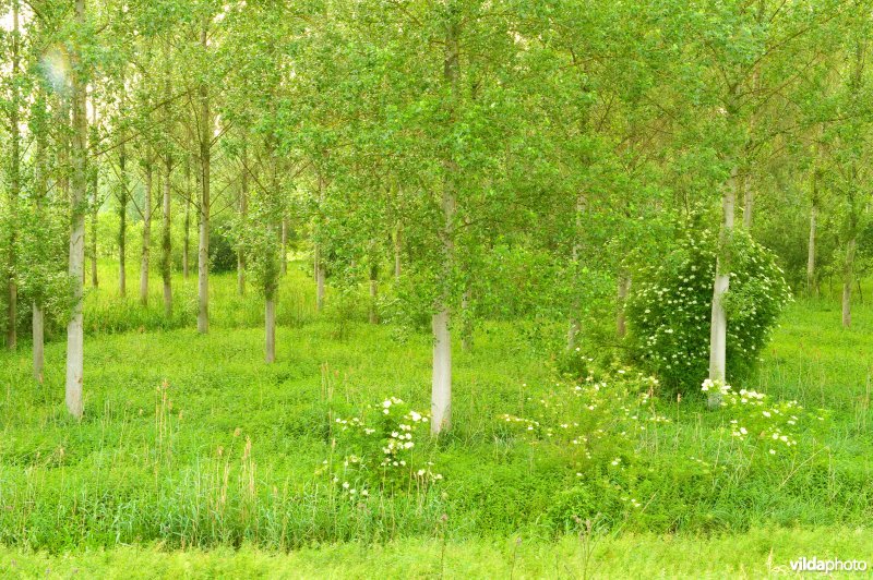 Vlassenbroekse polders