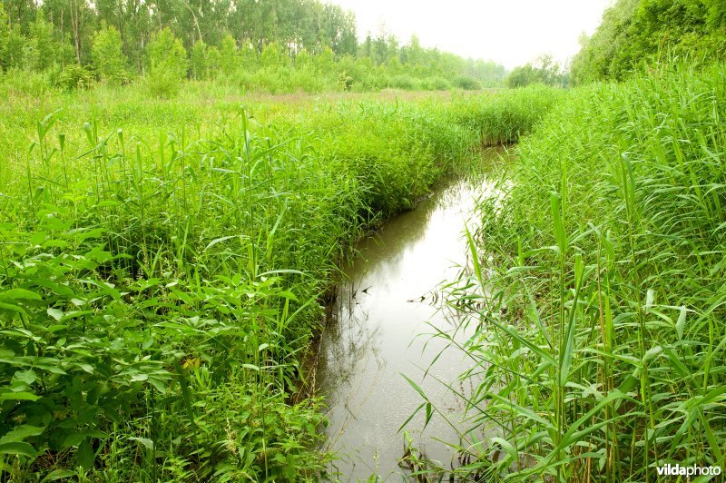 Vlassenbroekse polders