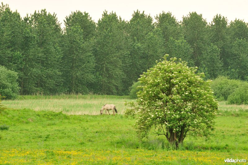 Haasop-Zuidelijke Groenzone