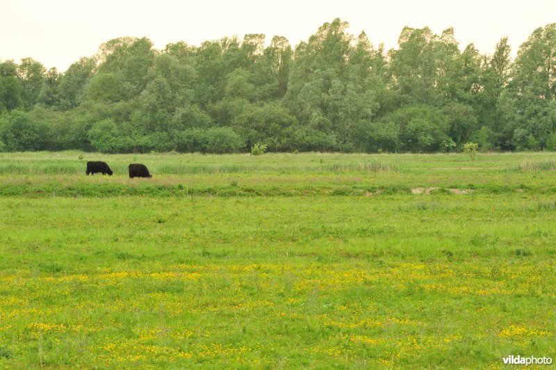 Haasop-Zuidelijke Groenzone