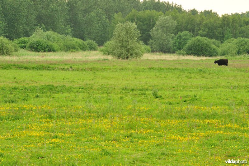 Haasop-Zuidelijke Groenzone