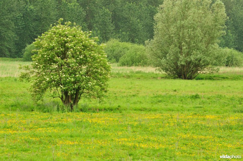 Haasop-Zuidelijke Groenzone