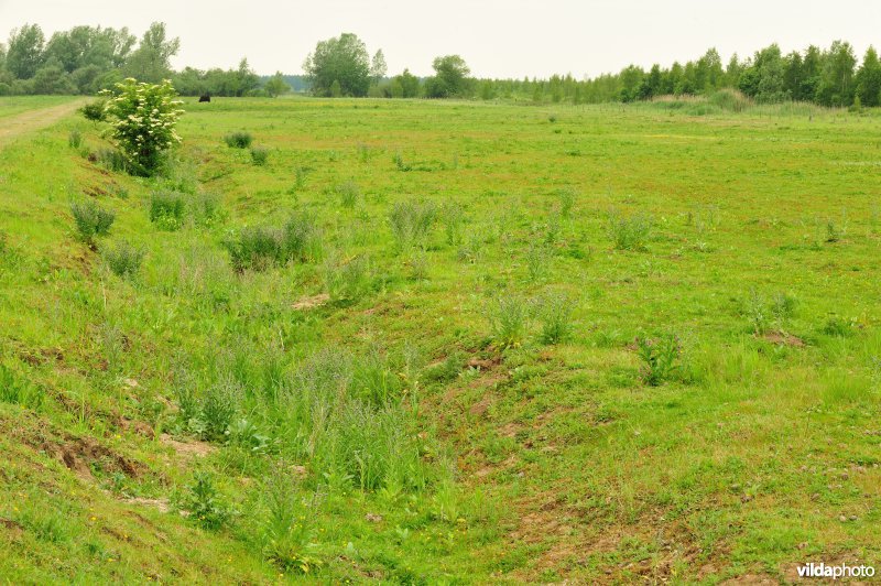 Haasop-Zuidelijke Groenzone