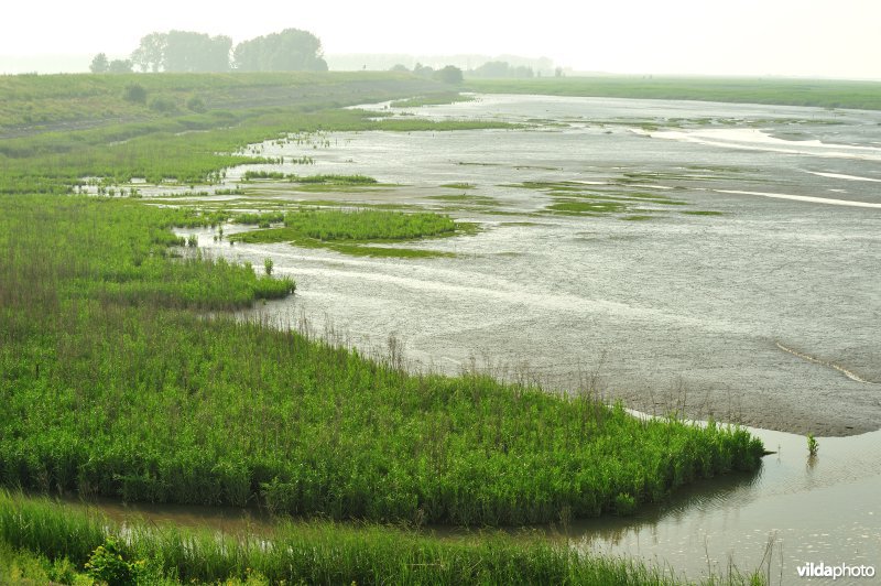 Paardenschor in Doel