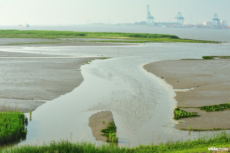 Paardenschor in Doel
