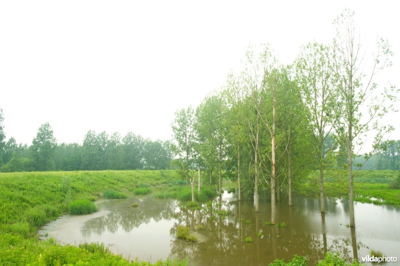Lippensbroek