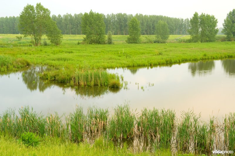 Lippensbroek