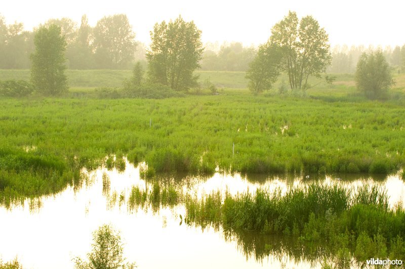 Lippensbroek