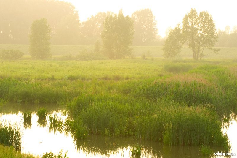 Lippensbroek