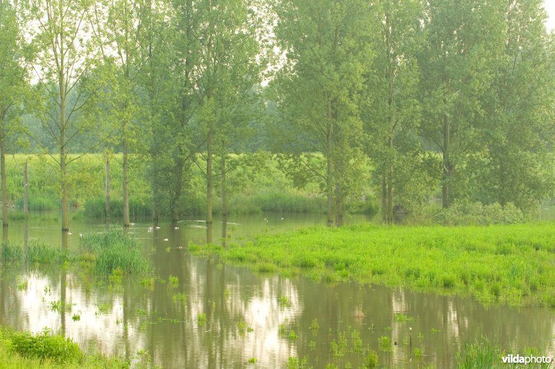 Lippensbroek