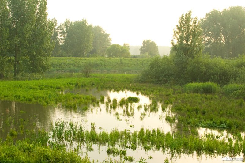 Lippensbroek