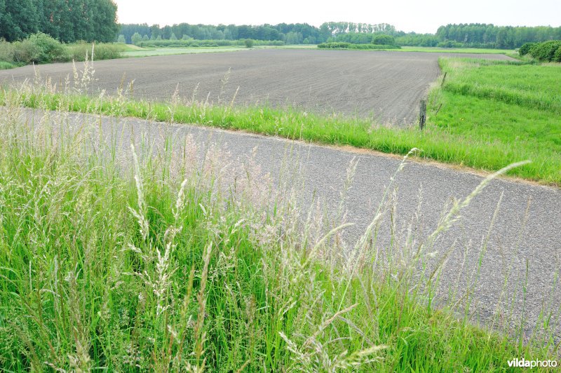Groot-Broek