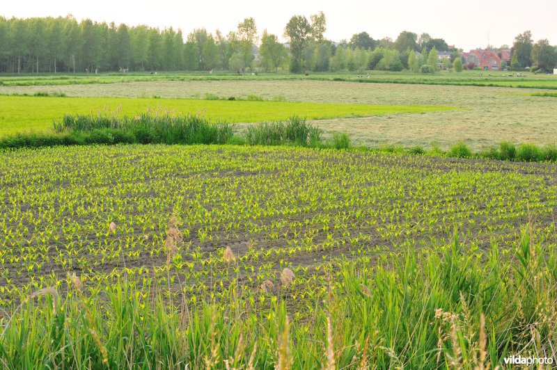 Groot-Broek
