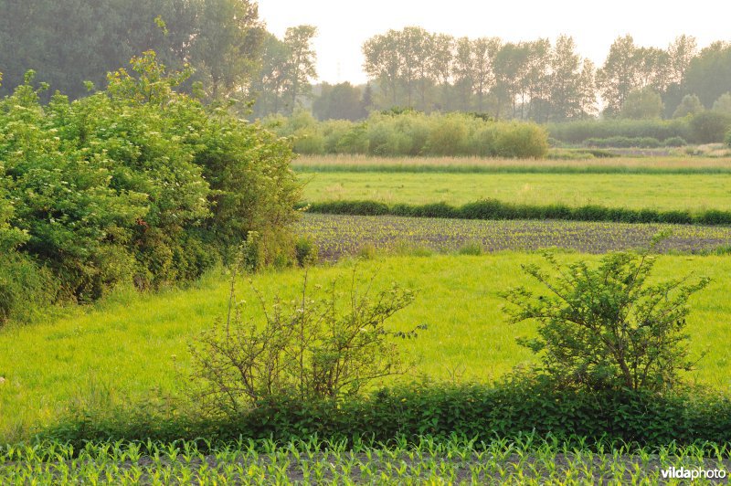 Groot-Broek