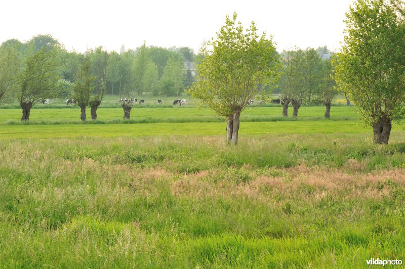 Groot-Broek