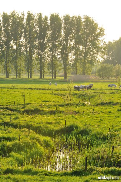Paardeweide