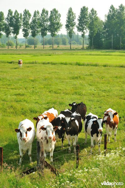 Springels in de Kalkense Meersen