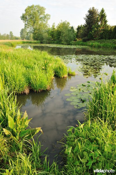 Scherenmeersen