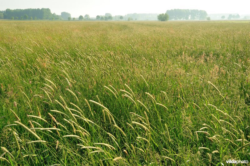 Broekmeers