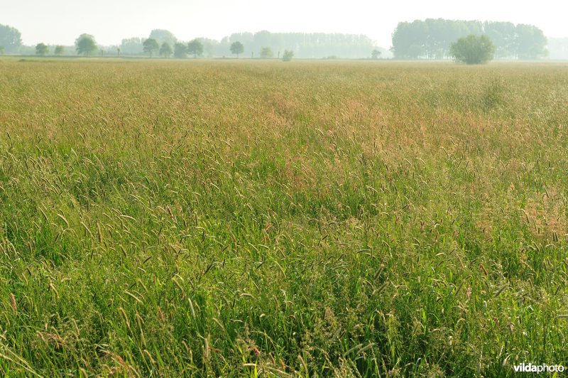 Broekmeers