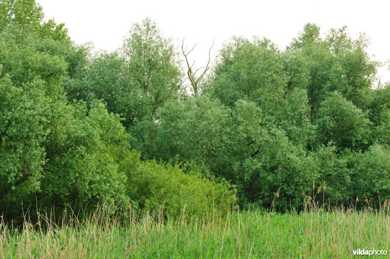 De Durme in Hamme
