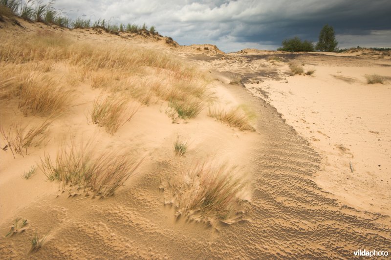 Landduinen in de Narewvallei
