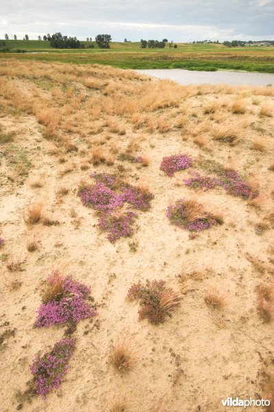 Landduinen in de Narewvallei