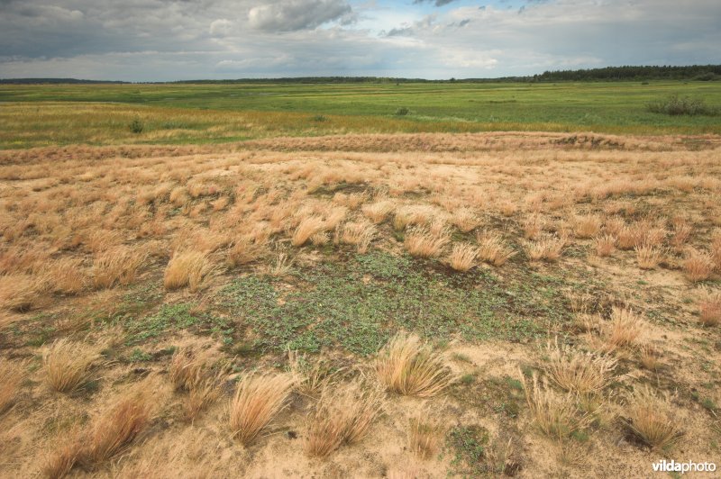 Landduinen in de Narewvallei
