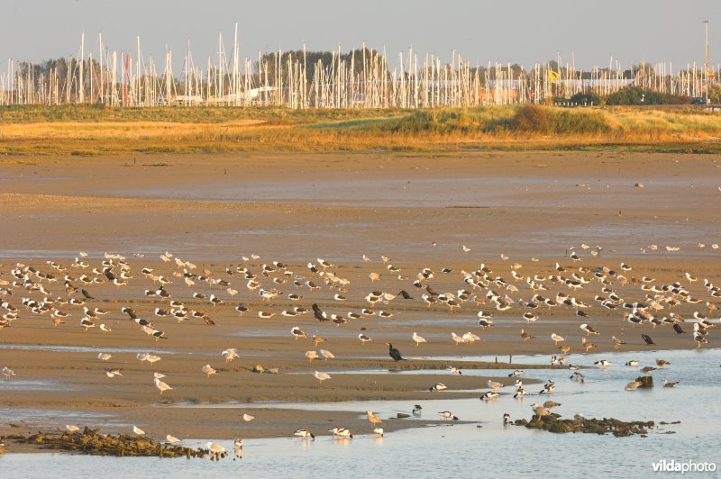 Natuurreservaat IJzermonding