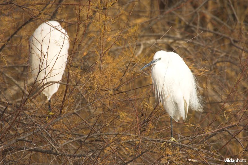 Kleine Zilverreigers