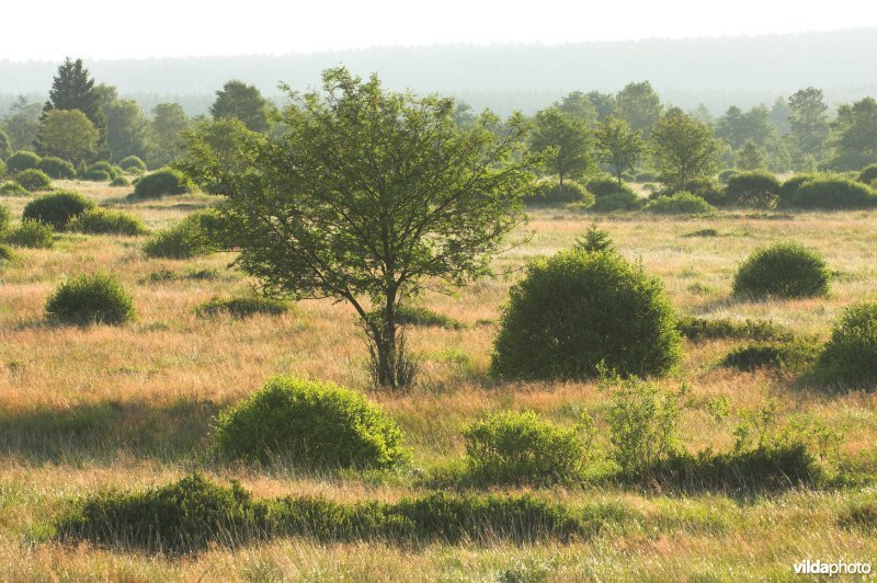 Het Brackvenn