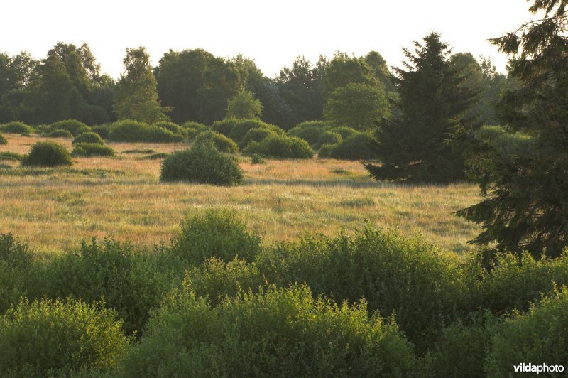 Het Brackvenn