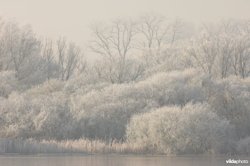 Het natuurreservaat Blankaart berijpt