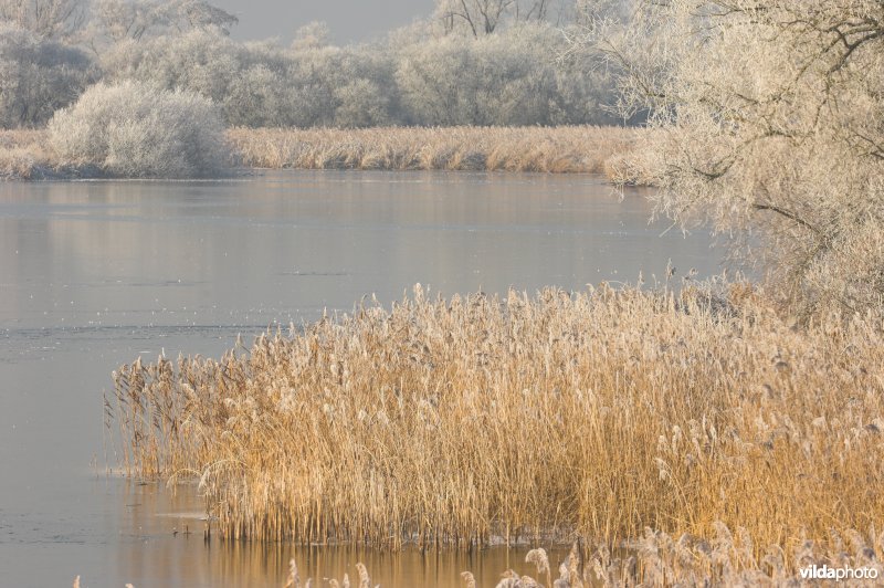 Het natuurreservaat Blankaart berijpt