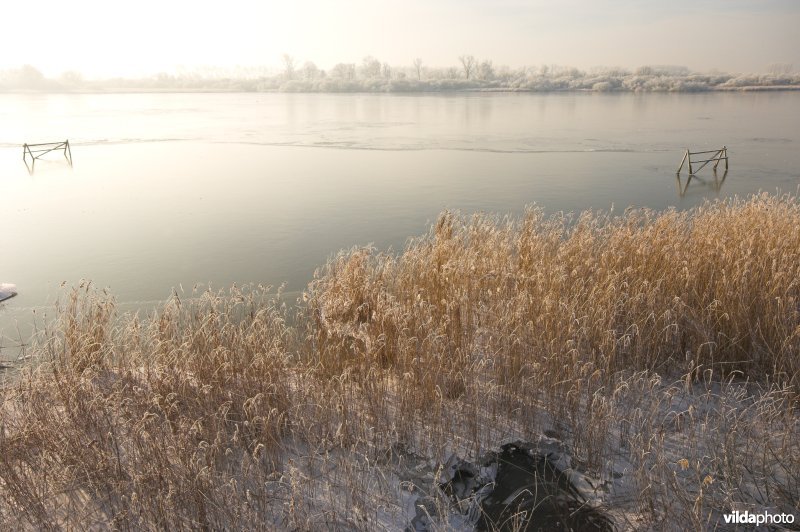 Het natuurreservaat Blankaart berijpt