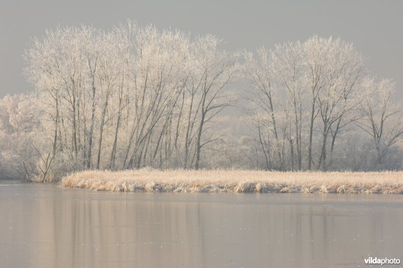 Het natuurreservaat Blankaart berijpt