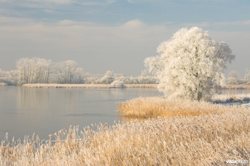 Het natuurreservaat Blankaart berijpt