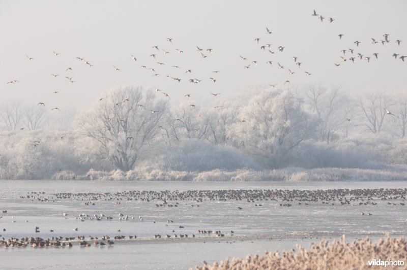 Het natuurreservaat Blankaart berijpt