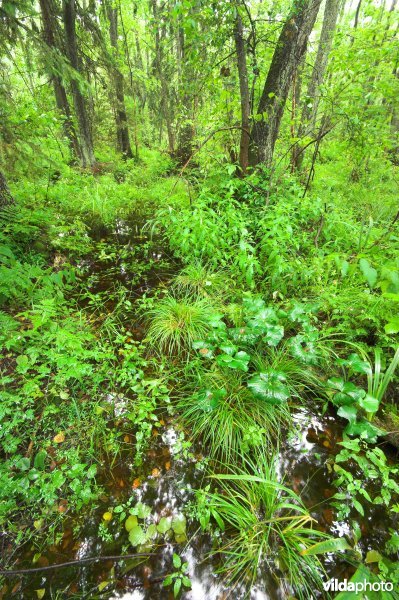 Pools oerbos