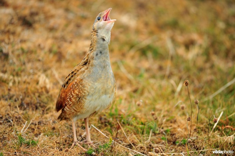 Roepende Kwartelkoning